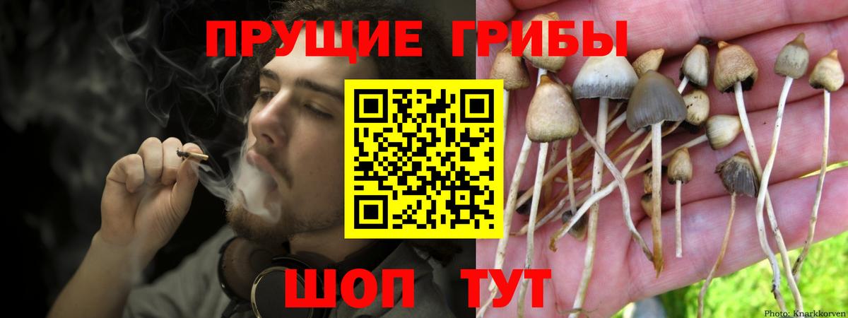 Псилоцибиновые грибы мицелий Камень-на-Оби